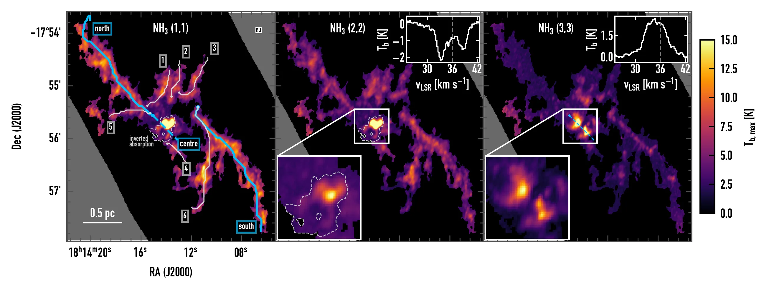 Three-panel map of peak ammonia brightness in NH3 (1,1), (2,2) and (3,3) across the W33 Main filaments, with the filament spine traced through numbered clumps and zoomed insets of the central hub showing compact emission and absorption spectra.